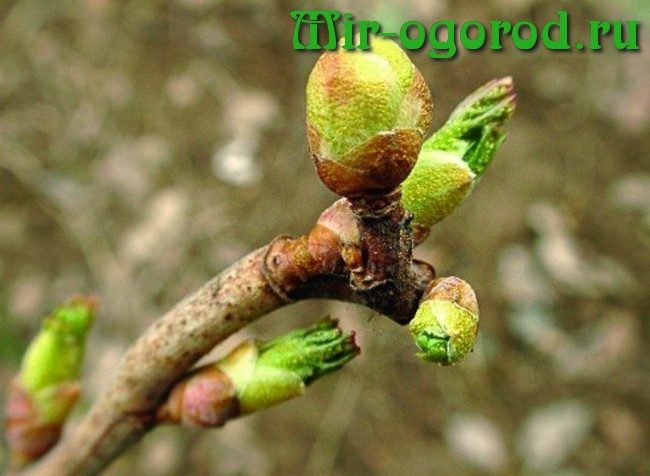 Procesamiento de arbustos de grosella tras el invierno. Enfermedades y plagas de las grosellas, procesadas en prima