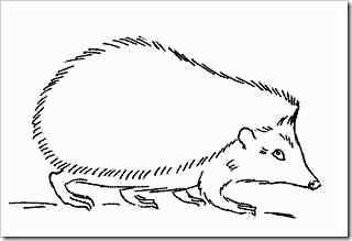 Ouriço orelhudo desenhar com um lápis. Nós desenhamos um ouriço com lápis