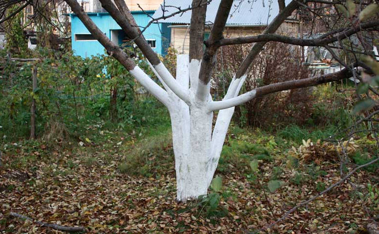 Особливості яблуні сорту Мельба, її основні переваги та недоліки