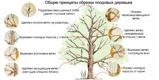 Особливості яблуні сорту Мельба, її основні переваги та недоліки