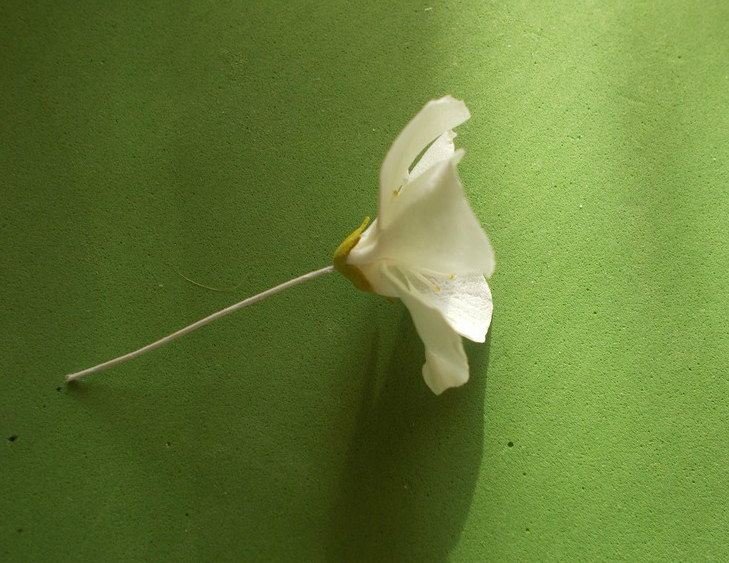 Flores espumiranas para patrones topiarios. El tulipán de espuma. Lily de foamirana.