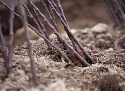2 x orificios para árboles frutales en primavera. Cuidado de un manzano en la primavera en su propio jardín. — Woma