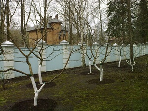 Cuidado de árvore de primavera em seu próprio jardim