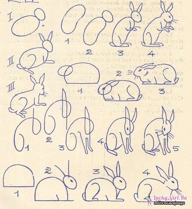 Схема як легко малювати олівцем тварина соболь. Поетапне малювання тварин, людини, візерунків, цетов для дітей. — W