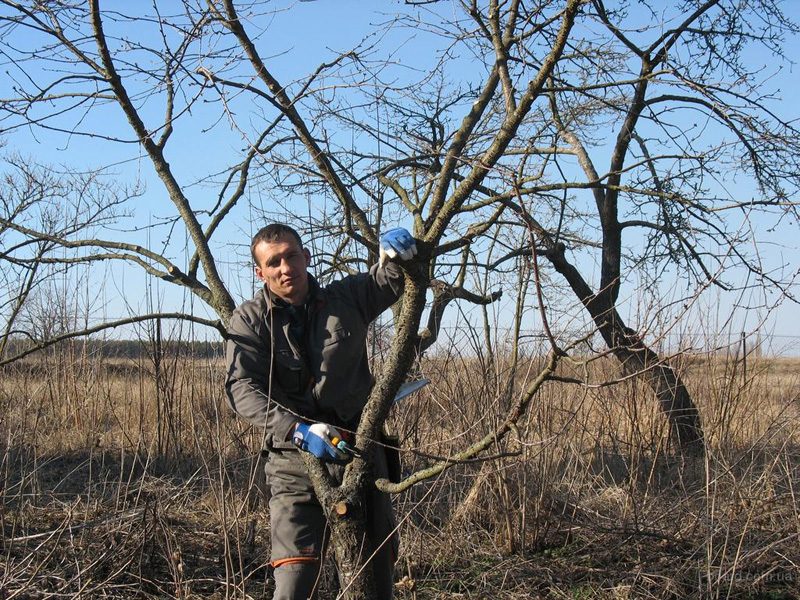 Подрязване на дървета в градината