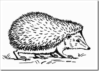 Ouriço orelhudo desenhar com um lápis. Nós desenhamos um ouriço com lápis