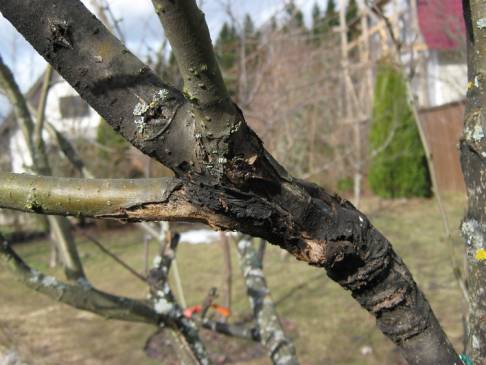Особливості яблуні сорту Мельба, її основні переваги та недоліки