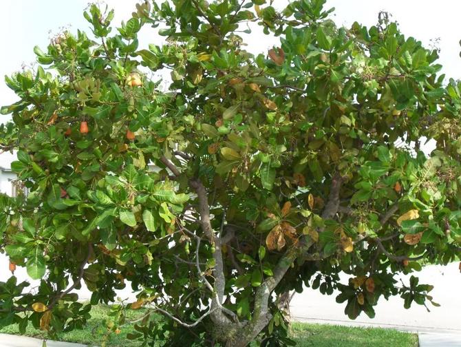 Cómo cultivar los anacardos. Donde crecen los anacardos ¿Cuáles son los beneficios de los anacardos? Propiedades ut