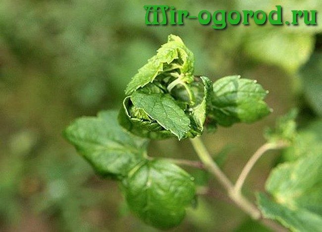 Procesamiento de arbustos de grosella tras el invierno. Enfermedades y plagas de las grosellas, procesadas en prima