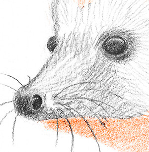 Ouriço orelhudo desenhar com um lápis. Nós desenhamos um ouriço com lápis