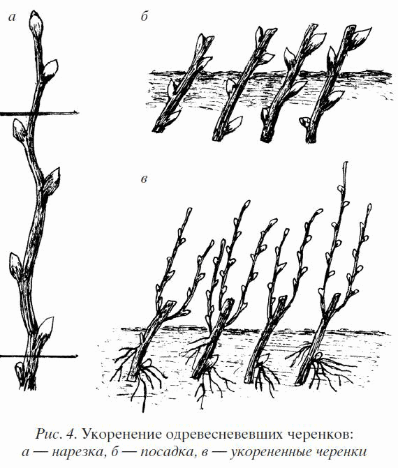Cómo regar las grosellas después de plantarlas en primavera. Tratamiento en primavera de plagas y enfermedades. Rie