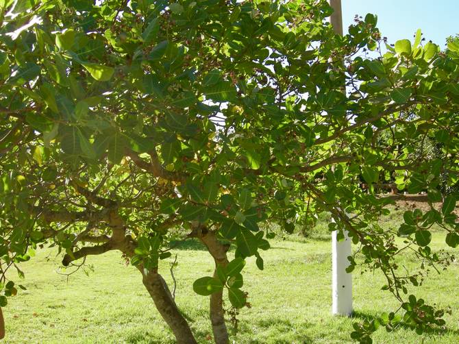 Cómo cultivar los anacardos. Donde crecen los anacardos ¿Cuáles son los beneficios de los anacardos? Propiedades ut