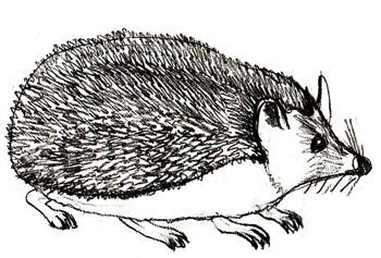 Ouriço orelhudo desenhar com um lápis. Nós desenhamos um ouriço com lápis