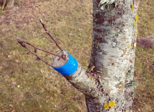 2 x orificios para árboles frutales en primavera. Cuidado de un manzano en la primavera en su propio jardín. — Woma