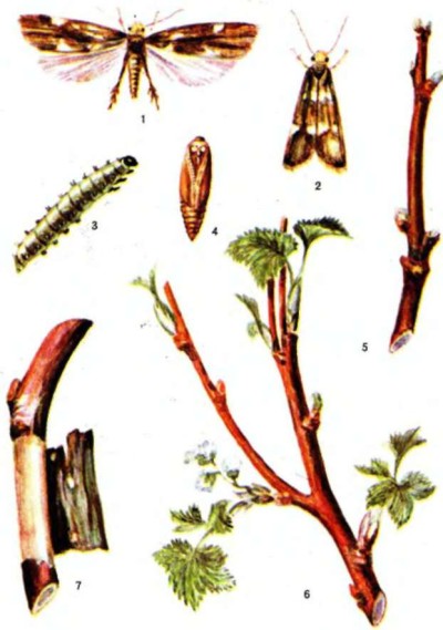 Procesamiento de arbustos de grosella tras el invierno. Enfermedades y plagas de las grosellas, procesadas en prima