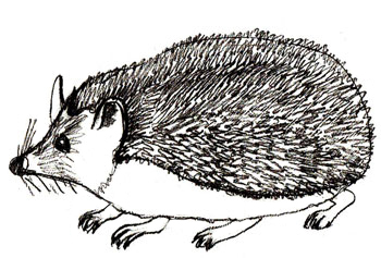 Ouriço orelhudo desenhar com um lápis. Nós desenhamos um ouriço com lápis