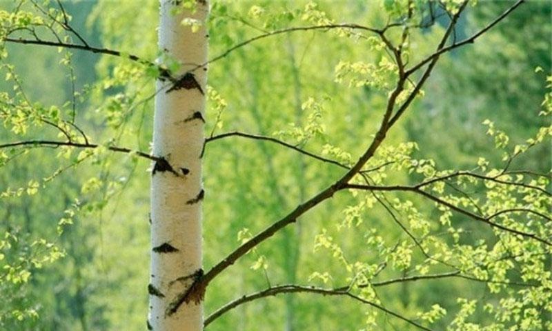 Арьсны архаг үрэвслийн эсрэг эмүүд Бохь хачиг нь хазуулсны дараа тэмцэх, эмчлэх арга хэрэгсэл юм