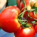 Tomates: a los que están contraindicados.