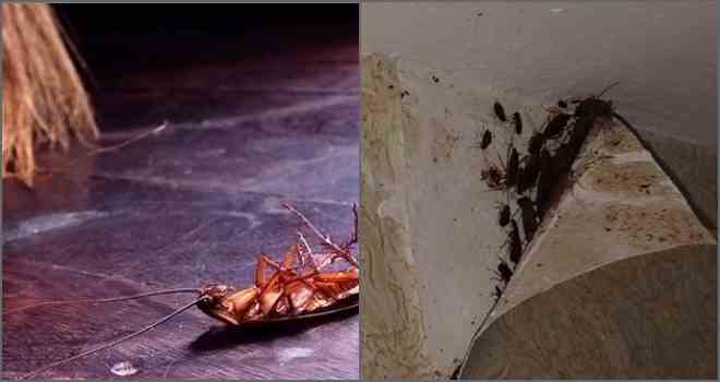 O que ajuda de baratas no apartamento. O que deve ser feito primeiro quando aparecem baratas e como destruí-las — W