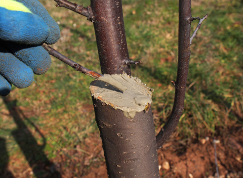 2 x orificios para árboles frutales en primavera. Cuidado de un manzano en la primavera en su propio jardín. — Woma