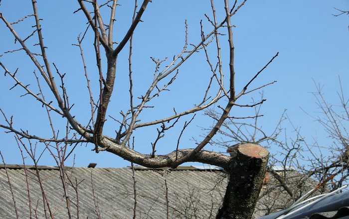 Macieiras jovens. Cuidar de uma macieira na primavera: o que, por que e como. A quantidade de colheita depende do c