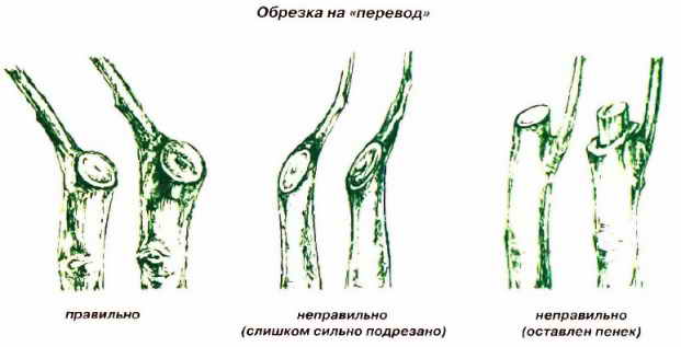 Подрязване на дървета в градината