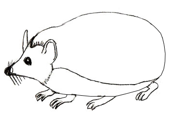Ouriço orelhudo desenhar com um lápis. Nós desenhamos um ouriço com lápis