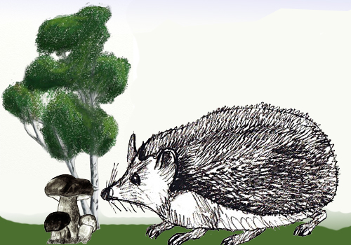 Ouriço orelhudo desenhar com um lápis. Nós desenhamos um ouriço com lápis