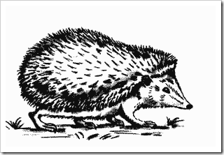 Ouriço orelhudo desenhar com um lápis. Nós desenhamos um ouriço com lápis