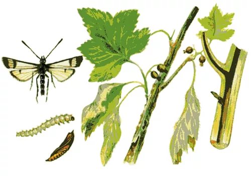 Procesamiento de arbustos de grosella tras el invierno. Enfermedades y plagas de las grosellas, procesadas en prima