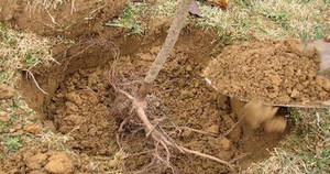 2 x orificios para árboles frutales en primavera. Cuidado de un manzano en la primavera en su propio jardín. — Woma