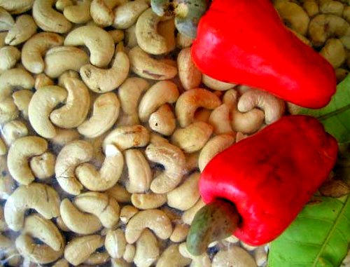 Cómo cultivar los anacardos. Donde crecen los anacardos ¿Cuáles son los beneficios de los anacardos? Propiedades ut