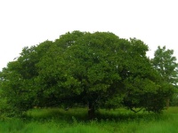 Cómo cultivar los anacardos. Donde crecen los anacardos ¿Cuáles son los beneficios de los anacardos? Propiedades ut