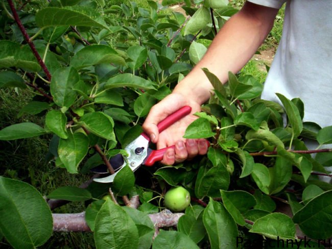 Macieiras jovens. Cuidar de uma macieira na primavera: o que, por que e como. A quantidade de colheita depende do c