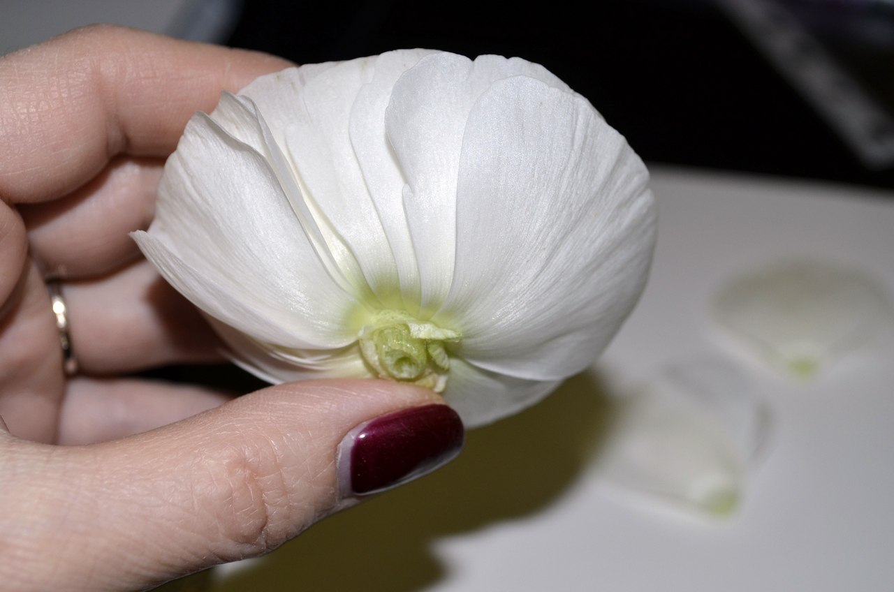 Flores espumiranas para patrones topiarios. El tulipán de espuma. Lily de foamirana.