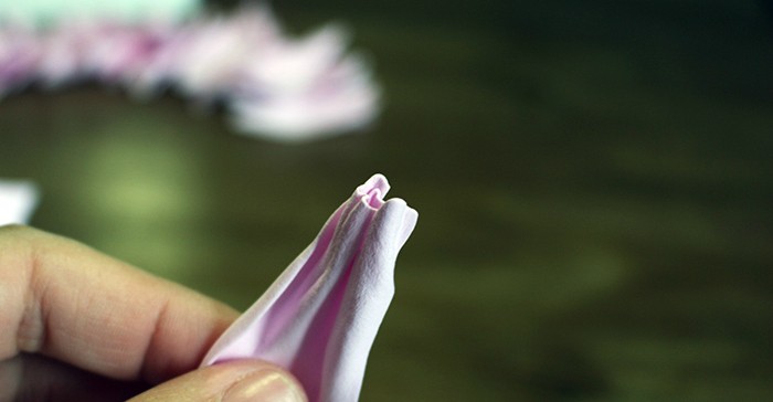 Flores espumiranas para patrones topiarios. El tulipán de espuma. Lily de foamirana.