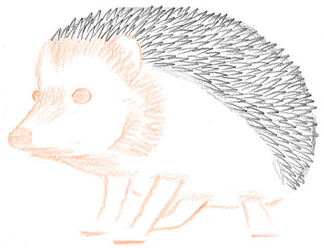 Ouriço orelhudo desenhar com um lápis. Nós desenhamos um ouriço com lápis