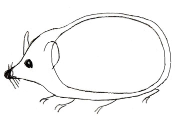 Ouriço orelhudo desenhar com um lápis. Nós desenhamos um ouriço com lápis