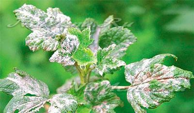 Procesamiento de arbustos de grosella tras el invierno. Enfermedades y plagas de las grosellas, procesadas en prima