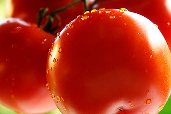 Por que não pode comer muitos tomates. Tomates: a quem são contra-indicados. Quando os tomates podem prejudicar o c