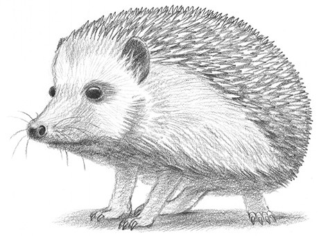 Ouriço orelhudo desenhar com um lápis. Nós desenhamos um ouriço com lápis