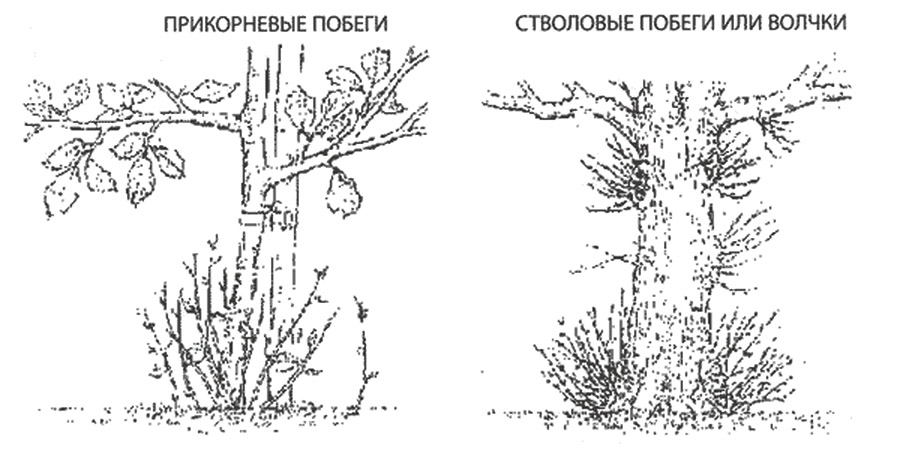 Обрізка дерев в саду