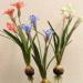 Freesia cuida en casa