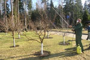 2 x orificios para árboles frutales en primavera. Cuidado de un manzano en la primavera en su propio jardín. — Woma