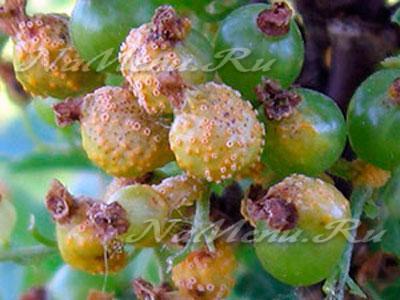 Procesamiento de arbustos de grosella tras el invierno. Enfermedades y plagas de las grosellas, procesadas en prima