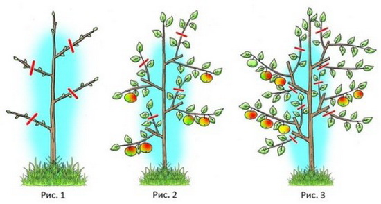 2 x orificios para árboles frutales en primavera. Cuidado de un manzano en la primavera en su propio jardín. — Woma