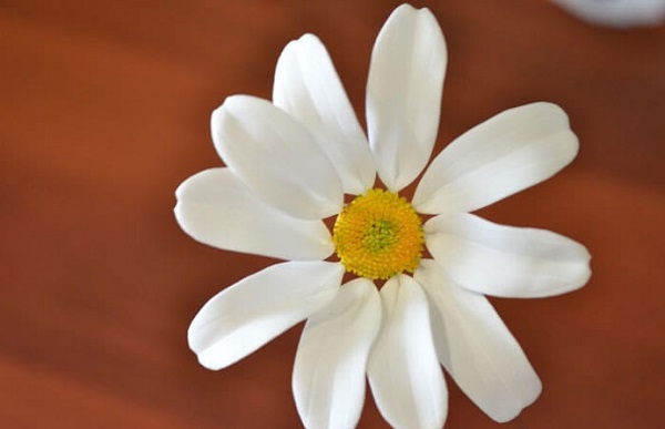 Flores espumiranas para patrones topiarios. El tulipán de espuma. Lily de foamirana.