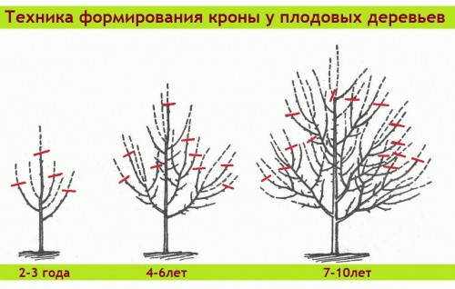 Подрязване на дървета в градината