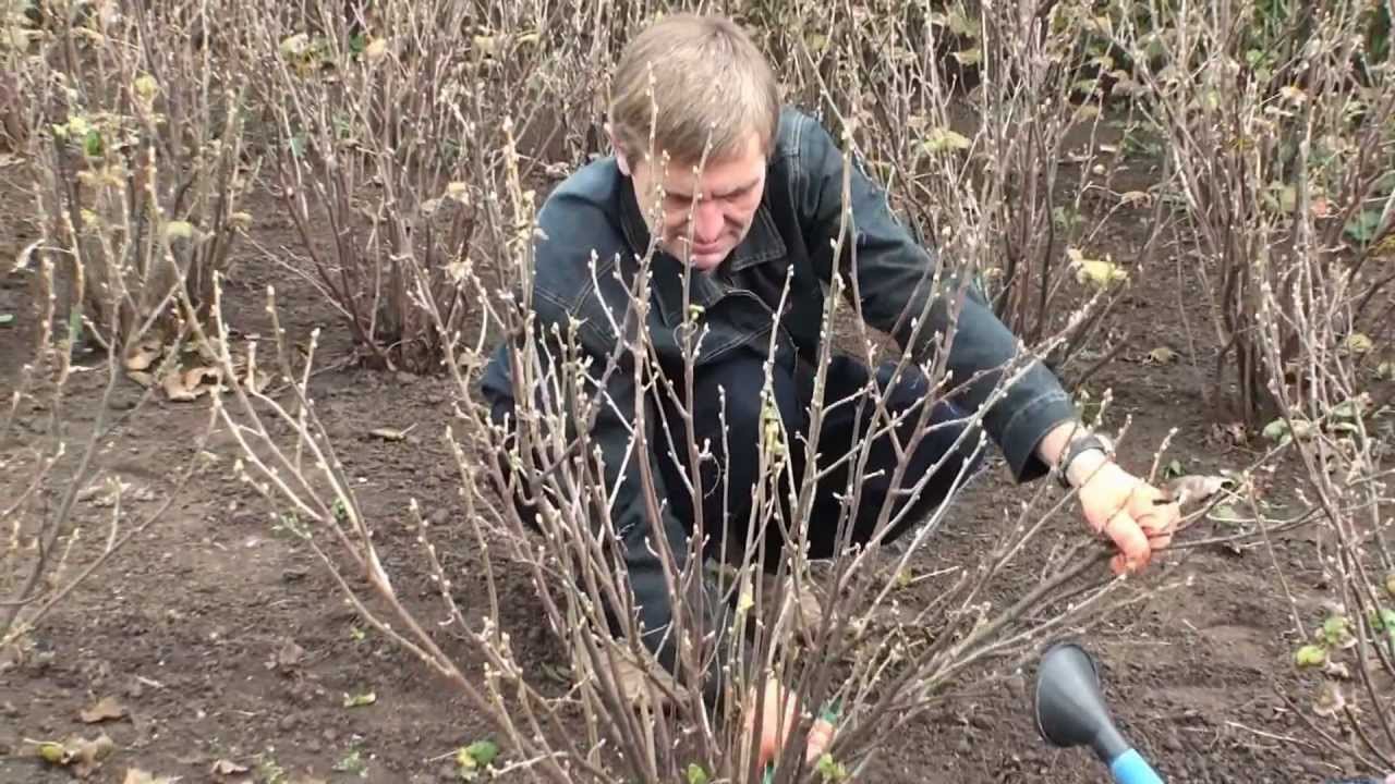Чим обробляти чорну смородину навесні від шкідників. Обробка чорної смородини і агрусу від шкідників навесні. — Wom