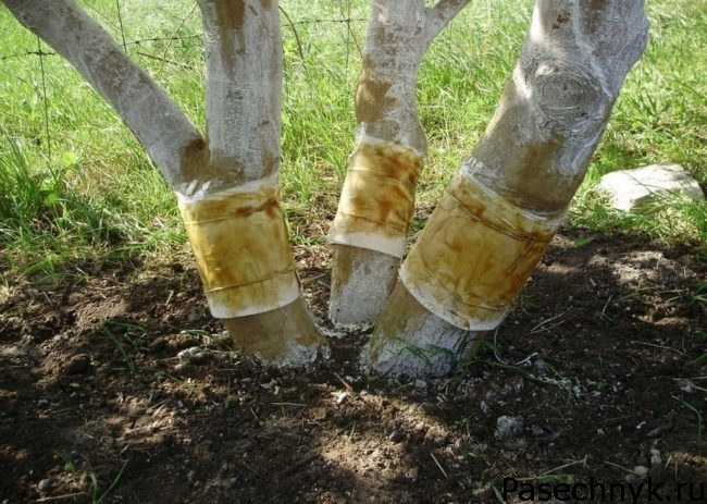 Macieiras jovens. Cuidar de uma macieira na primavera: o que, por que e como. A quantidade de colheita depende do c